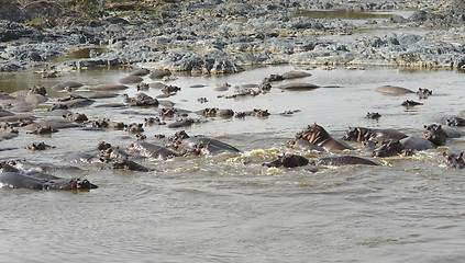 Image showing lots ofswimming Hippos