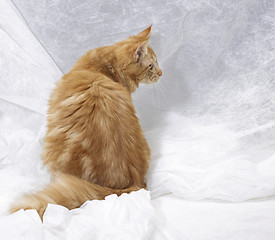 Image showing Maine Coon kitten