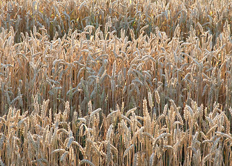 Image showing illuminated wheat field detail