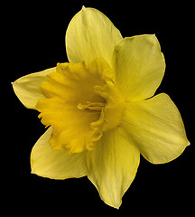Image showing yellow daffodil on black