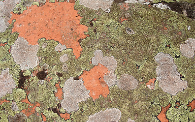 Image showing lichen background