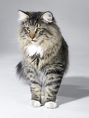 Image showing tabby Norwegian Forest cat