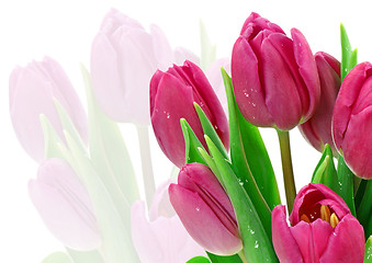 Image showing Pink tulips