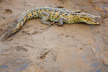 Image showing Crocodile at the riverbank