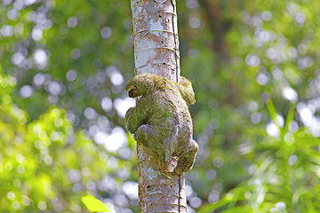 Image showing Three-toed Sloth