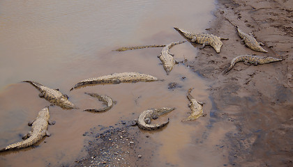 Image showing Crocodiles at the riverbank