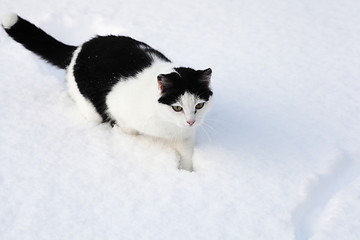 Image showing little black and white cat sitting in the snow