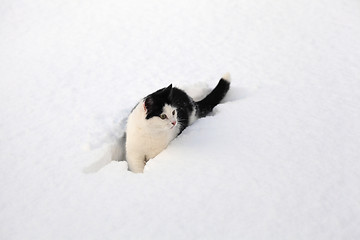 Image showing little black and white cat sitting in the snow