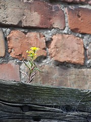 Image showing a little flower