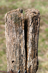 Image showing Old Fence Post