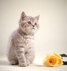 Image showing kitten and yellow rose