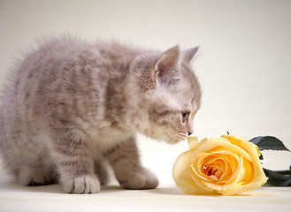 Image showing kitten and yellow rose