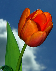 Image showing Beautiful Tulip against the stormy sky