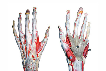 Image showing 2 hands for medical study