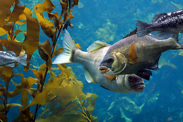 Image showing Fish in the ocean