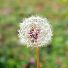 Image showing Dandelion flower