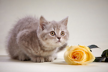 Image showing kitten and yellow rose