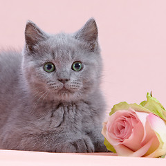 Image showing kitten and pink rose
