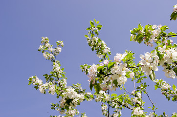 Image showing Blooming apple tree.