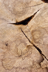 Image showing Cutting texture of old tree.