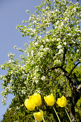 Image showing Yellow tulips in background of blooming tree.