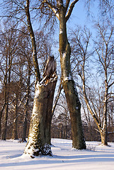 Image showing Broken maple trunk natural winter park with snow 