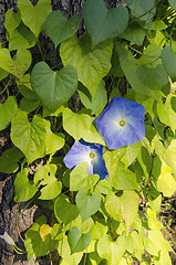 Image showing Clematis. 