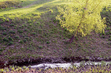 Image showing Staring spring birch near stream. 