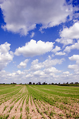 Image showing Winter seeds in agricultural fields.