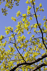 Image showing Oak branches with new leaves.