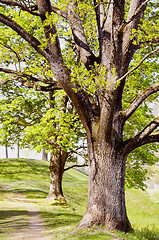 Image showing Alley with old trees on sides.