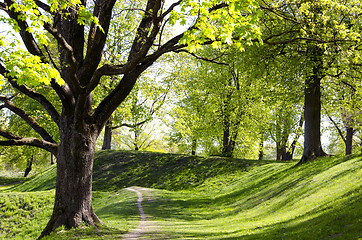 Image showing Alley of trees in spring.