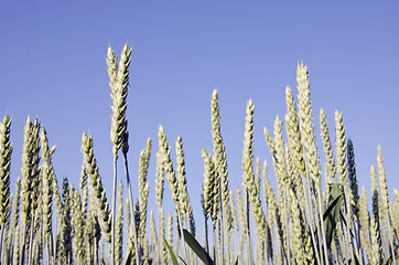 Image showing Rye. 