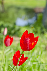 Image showing Red tulips. 