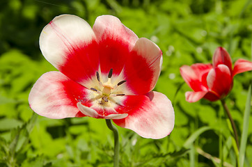 Image showing Red-White tulip bloom.