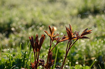 Image showing Brown sweet shoots of flowers. 