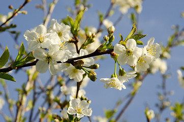 Image showing Spring cherry flowers. 