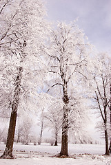 Image showing Richly frosted old lindens. 