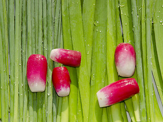 Image showing Radishes. Orions.