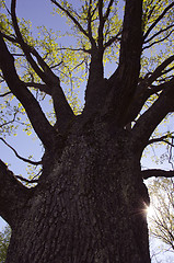 Image showing Centenarian oak branches in early spring.