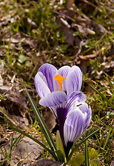 Image showing Early spring flower bloom. 