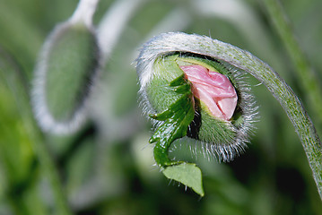 Image showing Red poppy head expanding.