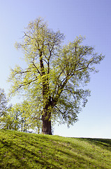 Image showing Lime in spring.