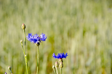 Image showing Cornflower. 