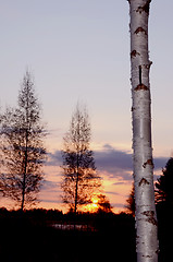 Image showing Early spring sunrise. Birch. 