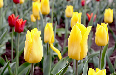 Image showing Red and yellow tulips.