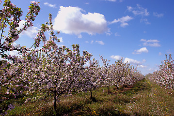 Image showing Fruit tree blossom in gardem.