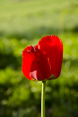Image showing Red tulip bloom. 