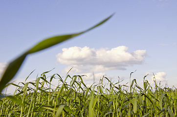 Image showing Agricultural green field.