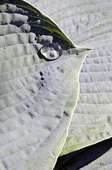 Image showing Dewdrops on the leaves. 